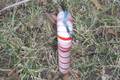 Click to display the file, 99-candycane-top.jpg